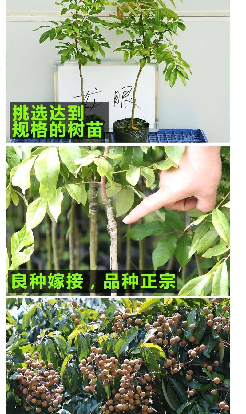 龙眼树苗、四季龙眼苗、石峡龙眼苗、优质龙眼嫁接苗