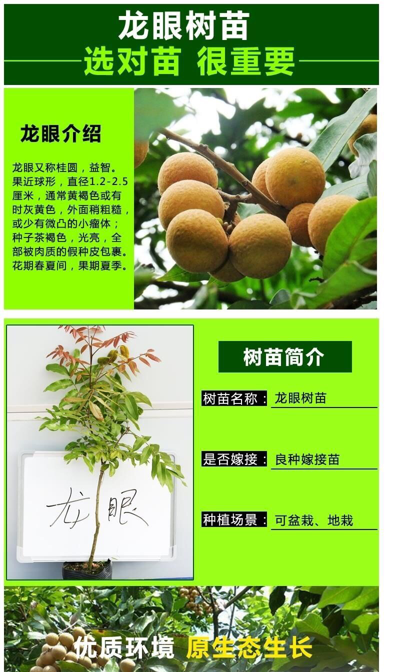 龙眼树苗、四季龙眼苗、石峡龙眼苗、优质龙眼嫁接苗