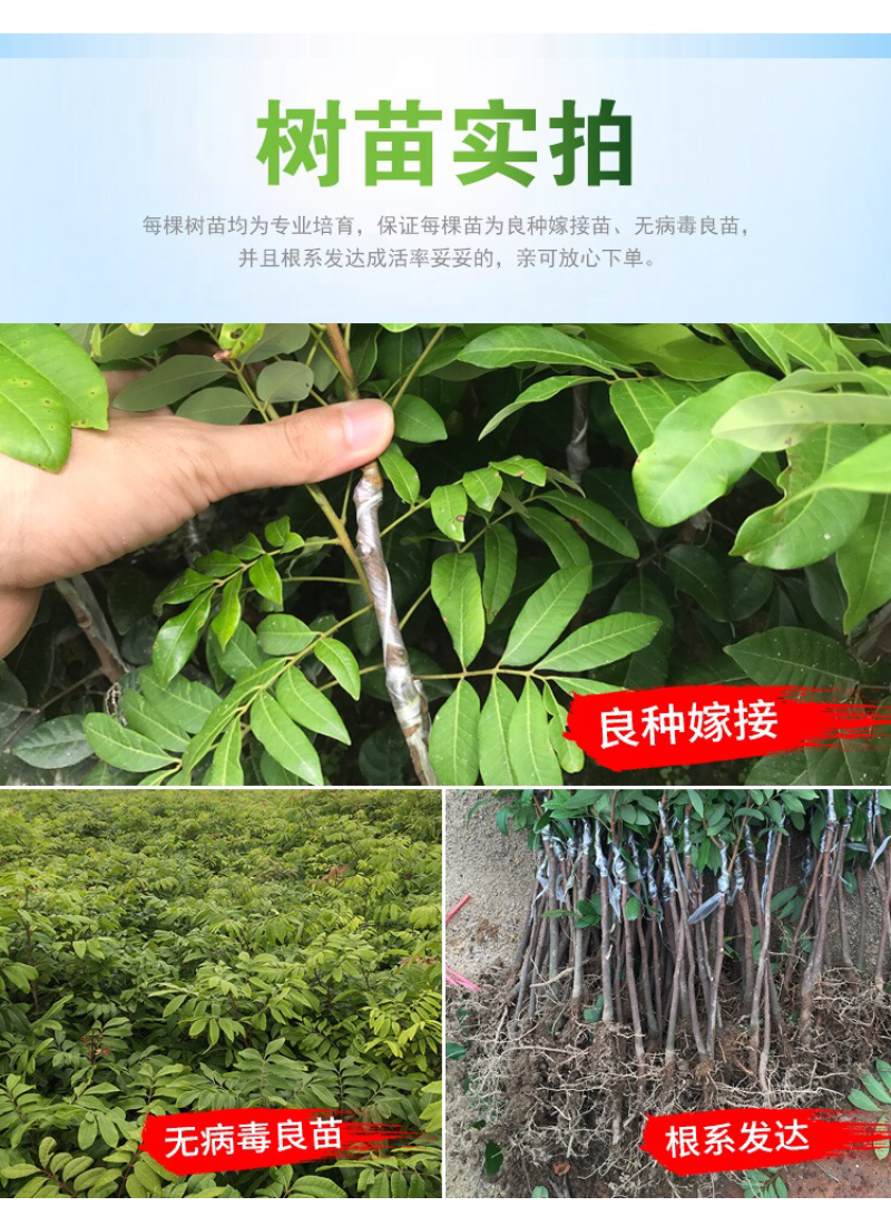 龙眼树苗、四季龙眼苗、石峡龙眼苗、优质龙眼嫁接苗