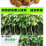 龙眼树苗、四季龙眼苗、石峡龙眼苗、优质龙眼嫁接苗
