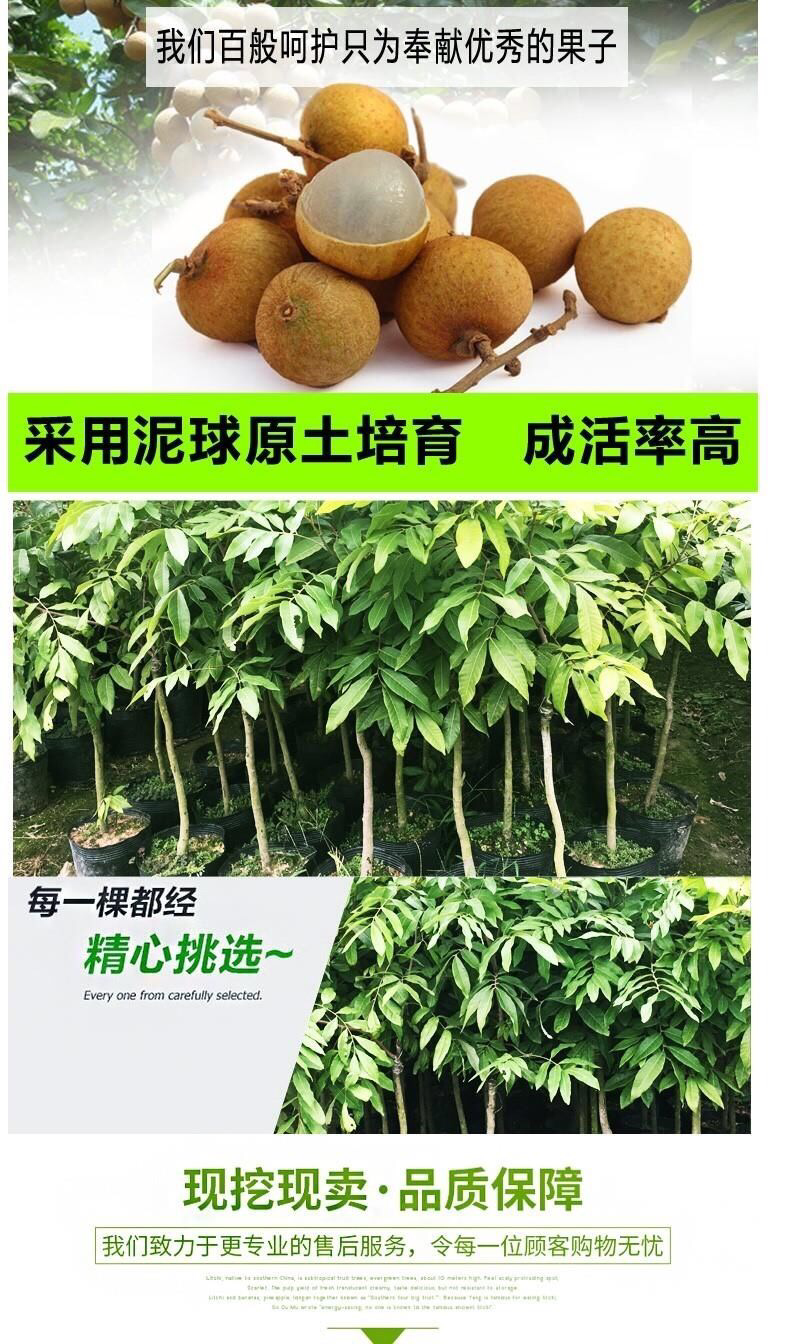 龙眼树苗、四季龙眼苗、石峡龙眼苗、优质龙眼嫁接苗