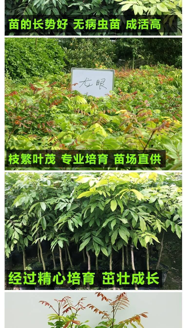 龙眼树苗、四季龙眼苗、石峡龙眼苗、优质龙眼嫁接苗