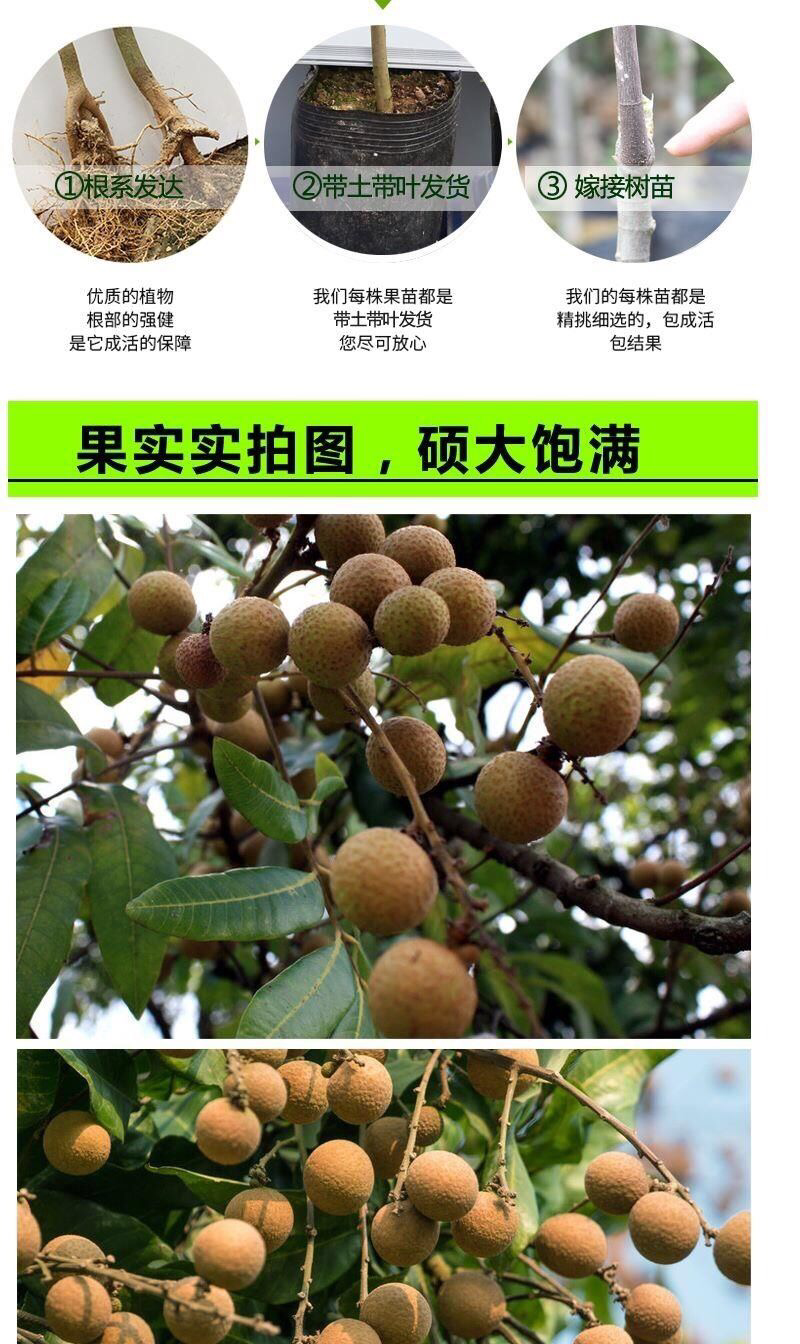 龙眼树苗、四季龙眼苗、石峡龙眼苗、优质龙眼嫁接苗