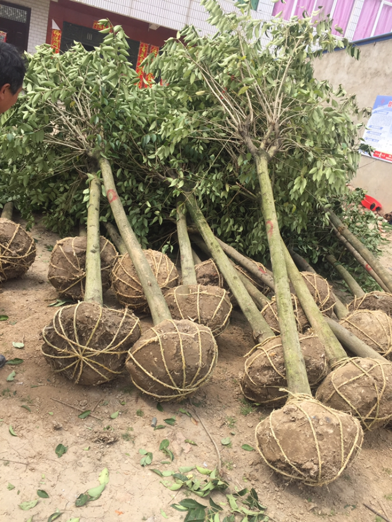 精品8公分大叶女贞、产地直销