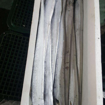 刀鱼