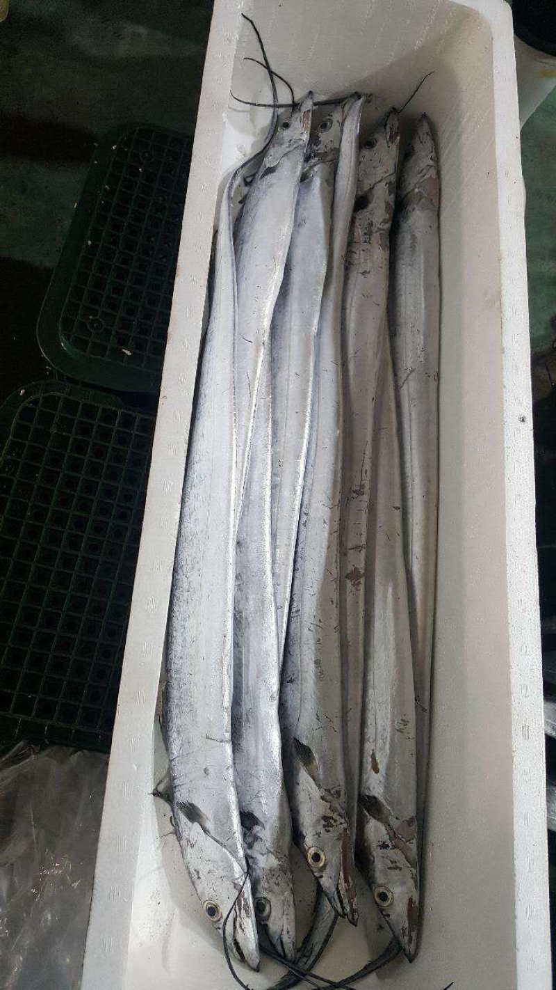 刀鱼