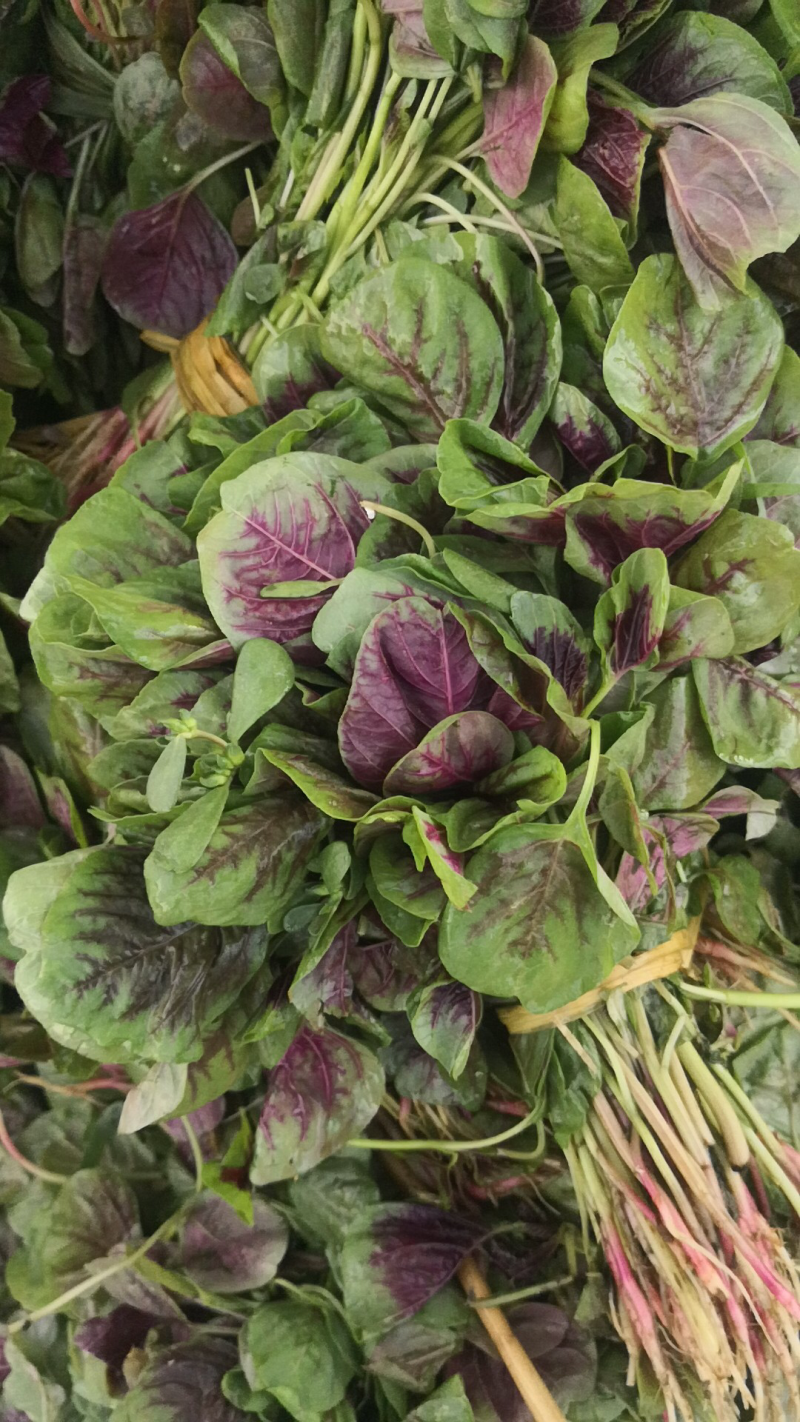 红苋菜（自产自销大棚苋菜！量大