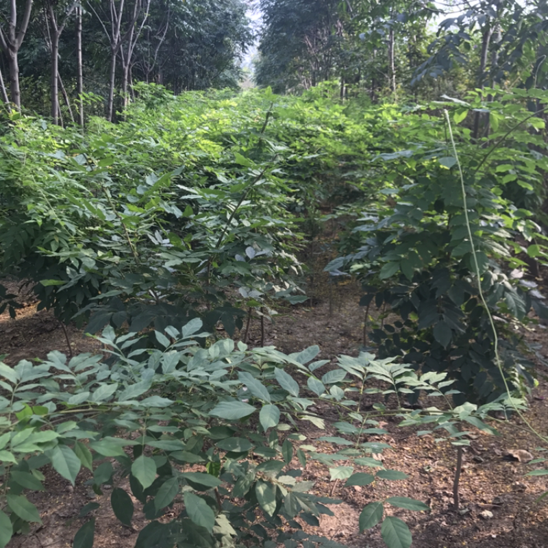 紫藤树苗