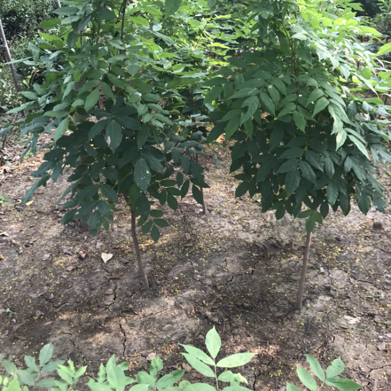 紫藤树苗
