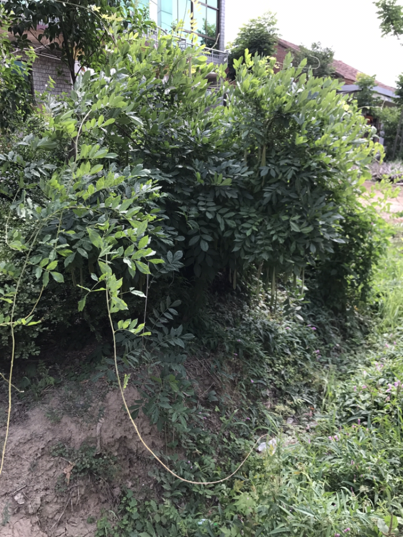 紫藤树苗