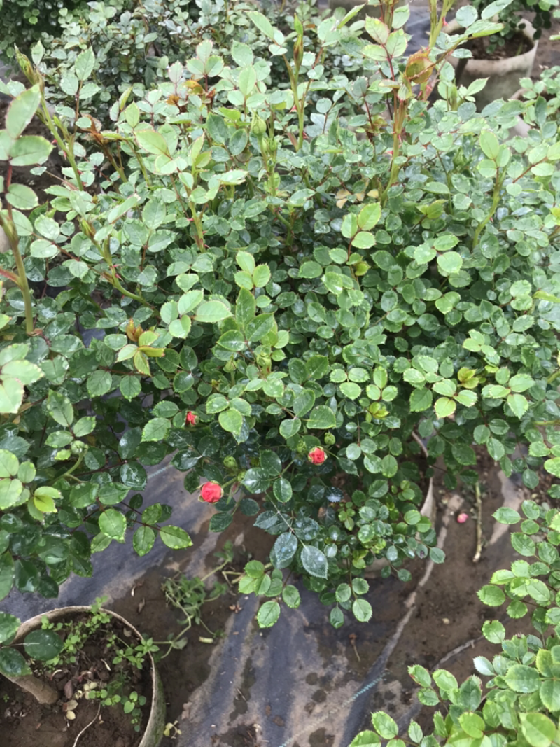 小树桩月季