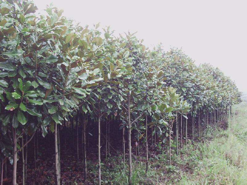 广玉兰基地直销
