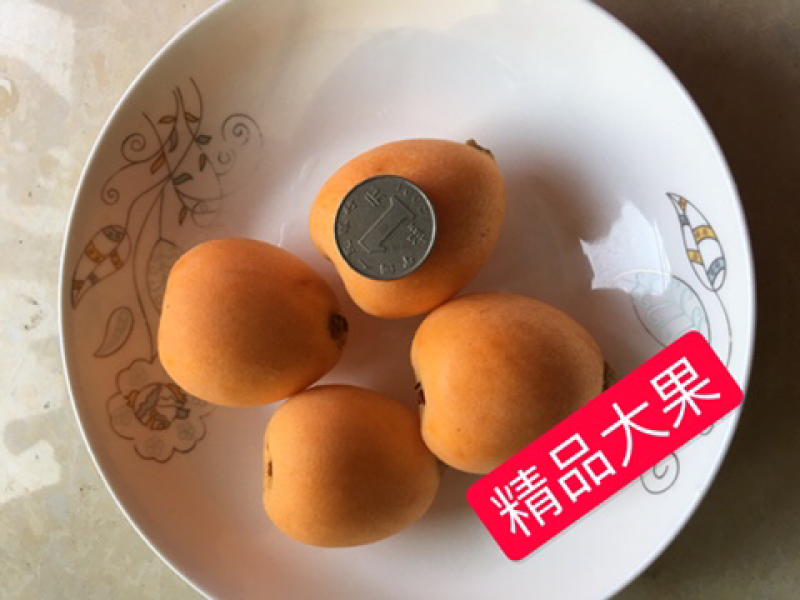 四川大凉山农家枇杷五星枇杷甜枇杷自己种植包邮