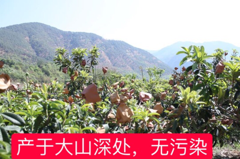 四川大凉山农家枇杷五星枇杷甜枇杷自己种植包邮