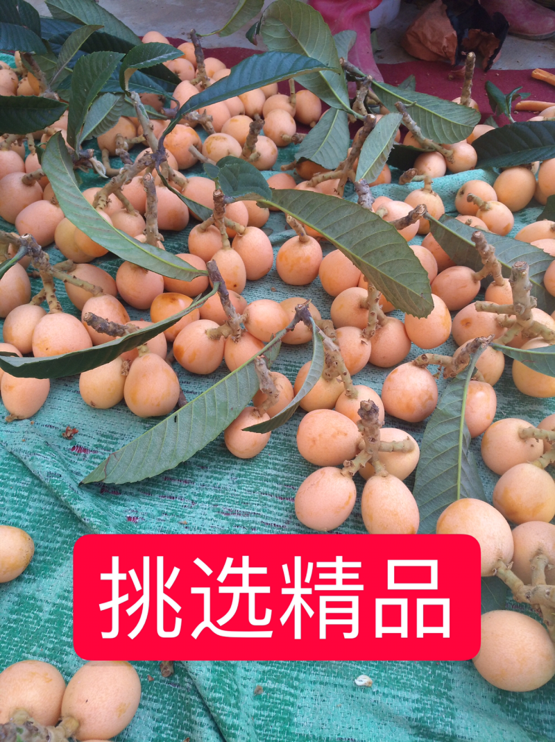 四川大凉山农家枇杷五星枇杷甜枇杷自己种植包邮