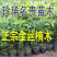 大量现货供应，珍稀名贵金丝楠苗。
