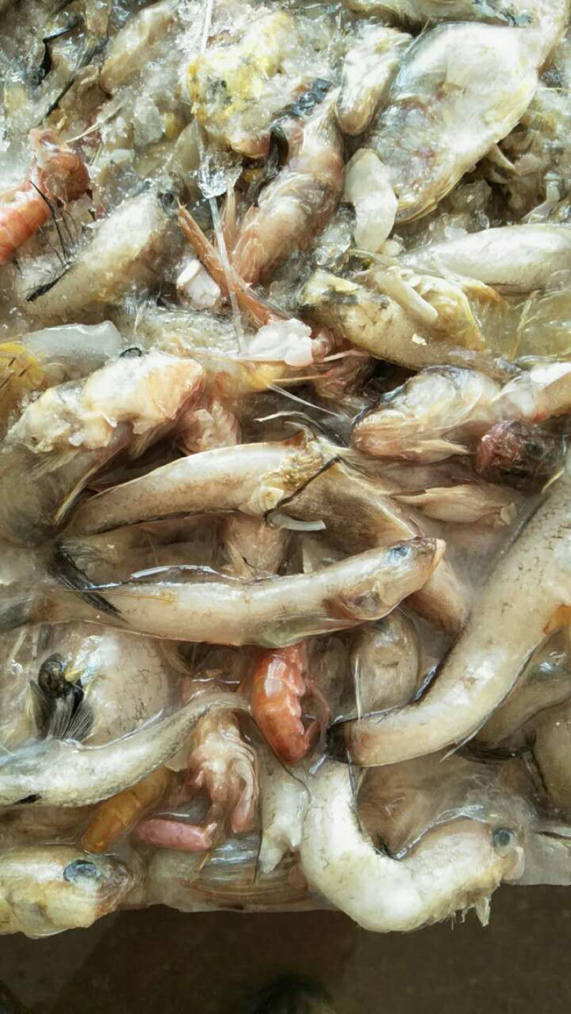 饲料光鱼