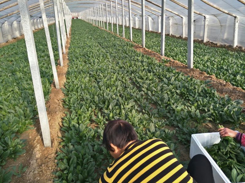 名门菠菜15~20厘米