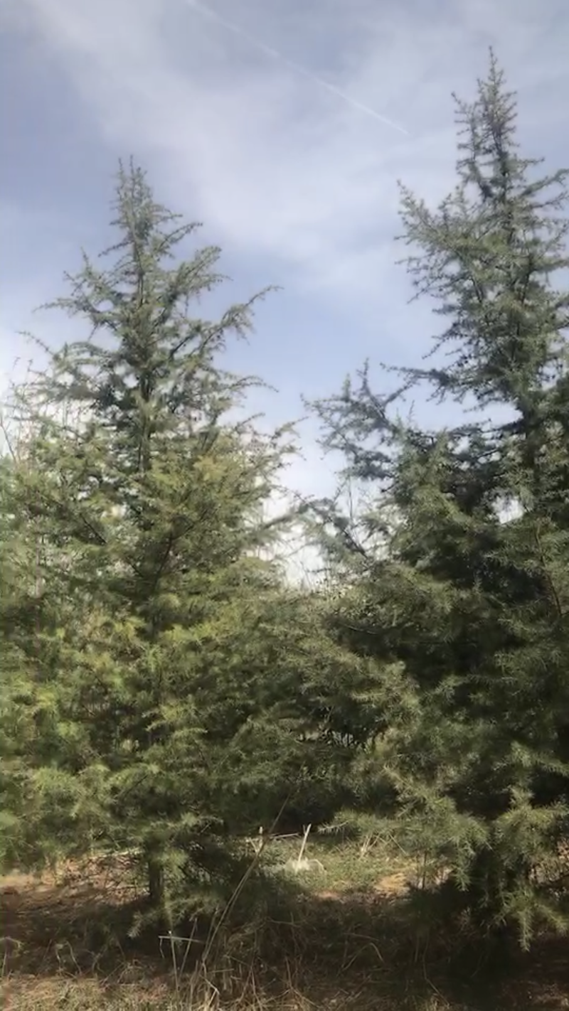 大量供应5米雪松