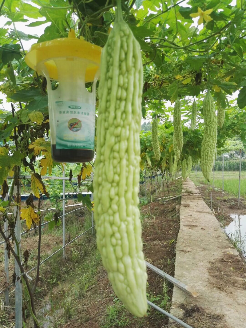 嫁接苦瓜苗