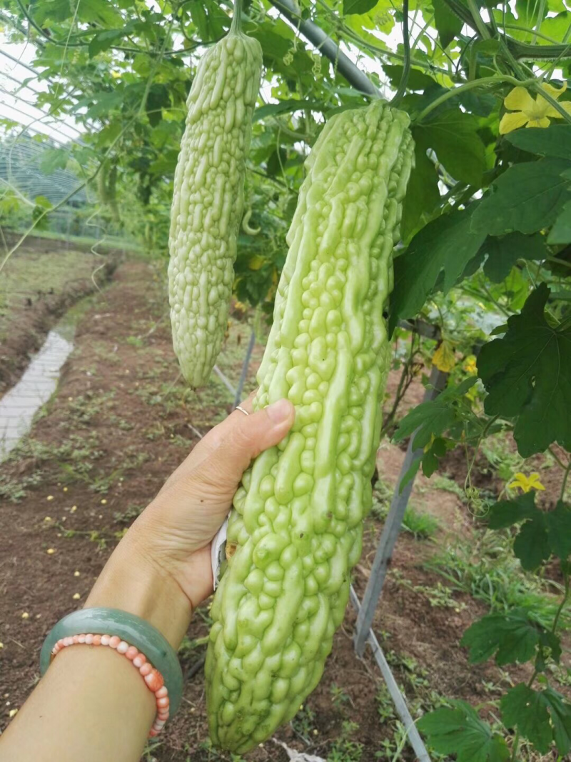 嫁接苦瓜苗