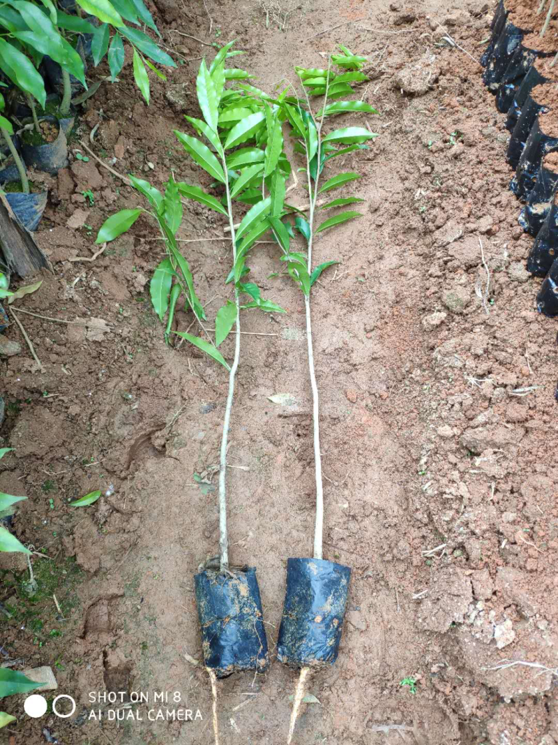 正宗海南黄花梨苗