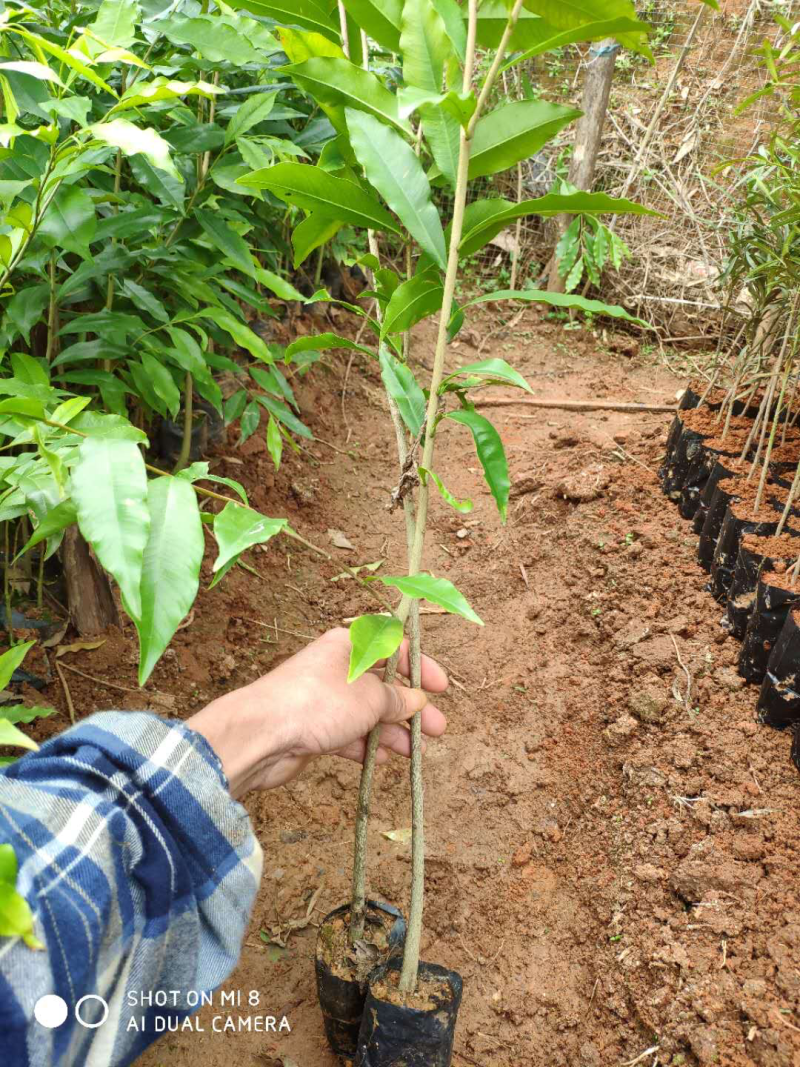 正宗海南黄花梨苗