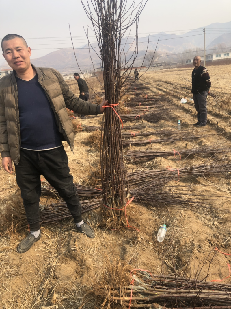 鸡心果苗、耐寒零下三十五°口感甜脆，糖心小苹果、