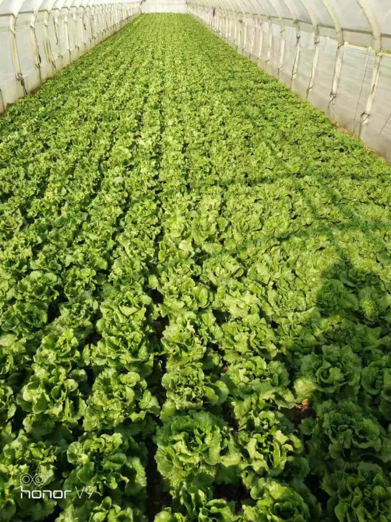 意大利生菜，直供