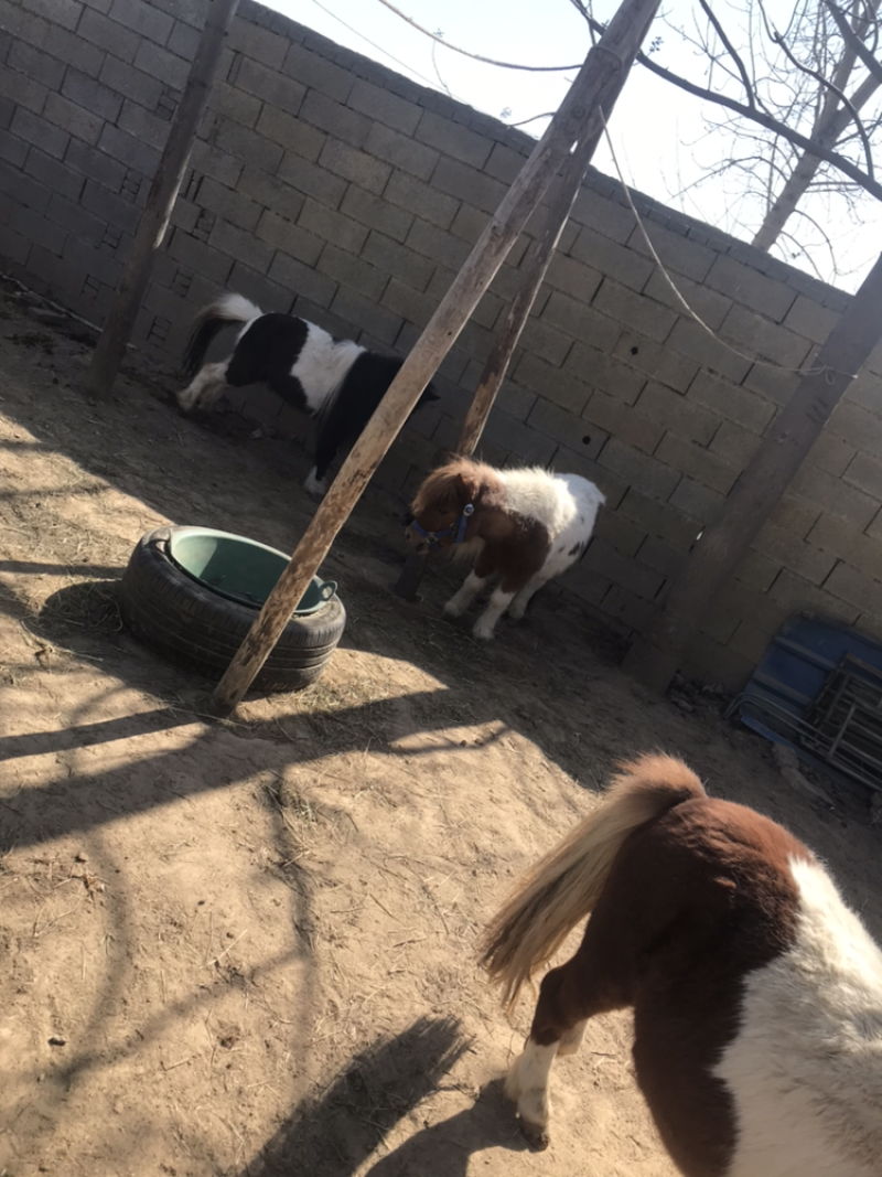 设特兰矮马证书芯片齐全