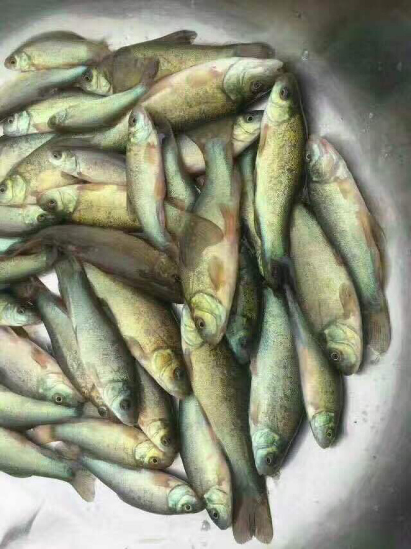 丁桂鱼苗及各种鱼苗，成活率高，长势快，包技术，包成活
