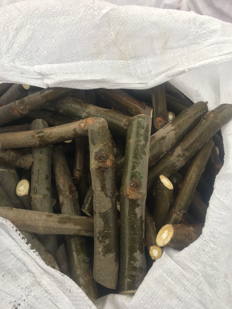 波姬红无花果枝条，现剪现售，成活率高。牙饱满。包教技术，