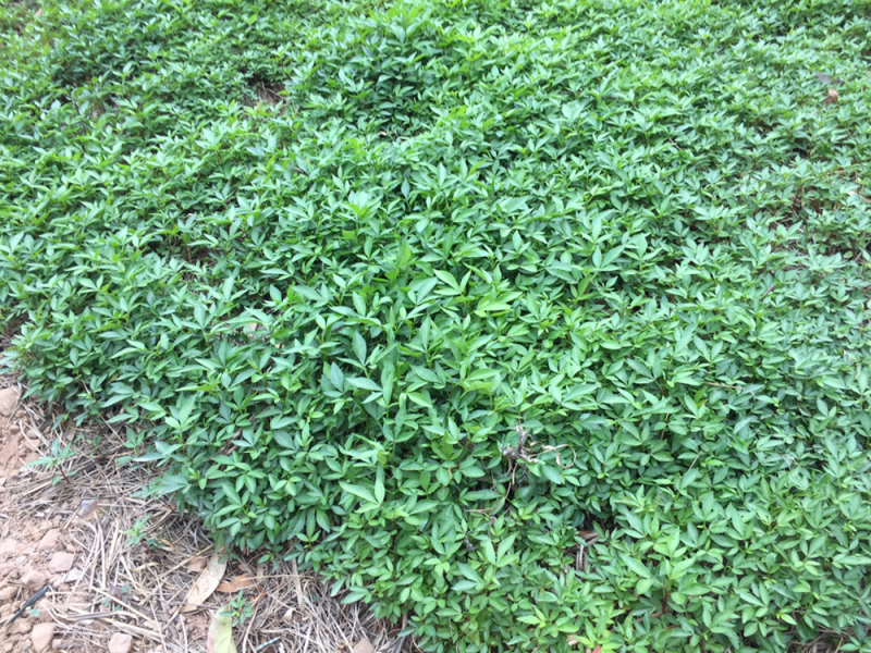 九叶青花椒苗，成活率高，5—-10公分5分钱一株