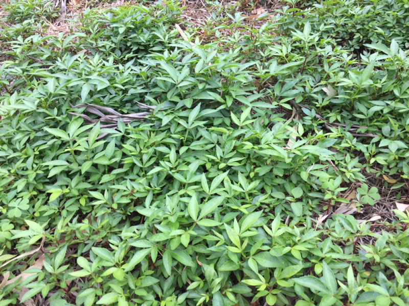 九叶青花椒苗，成活率高，5—-10公分5分钱一株