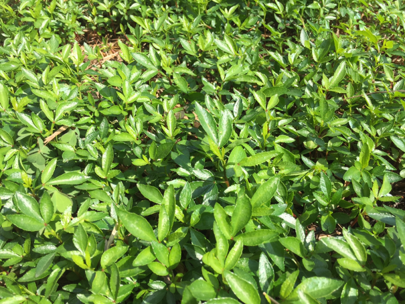 九叶青花椒苗，成活率高，5—-10公分5分钱一株