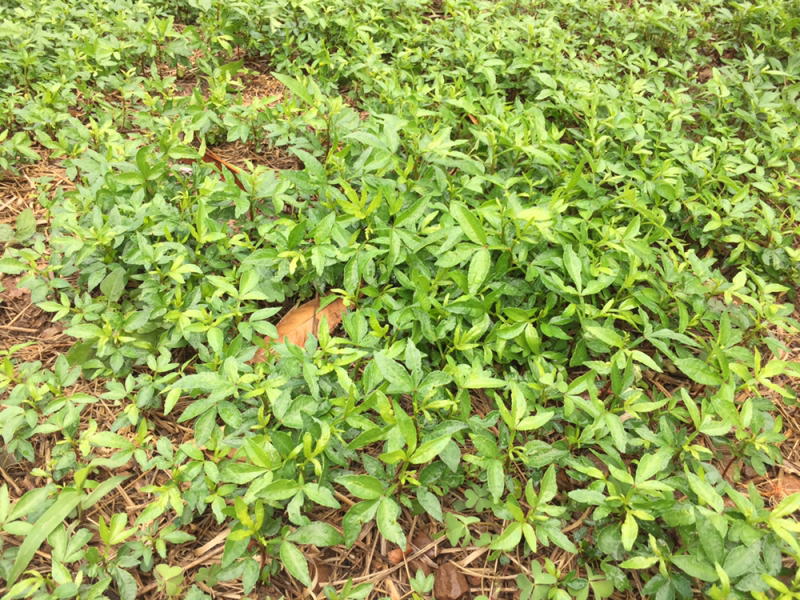 九叶青花椒苗，成活率高，5—-10公分5分钱一株