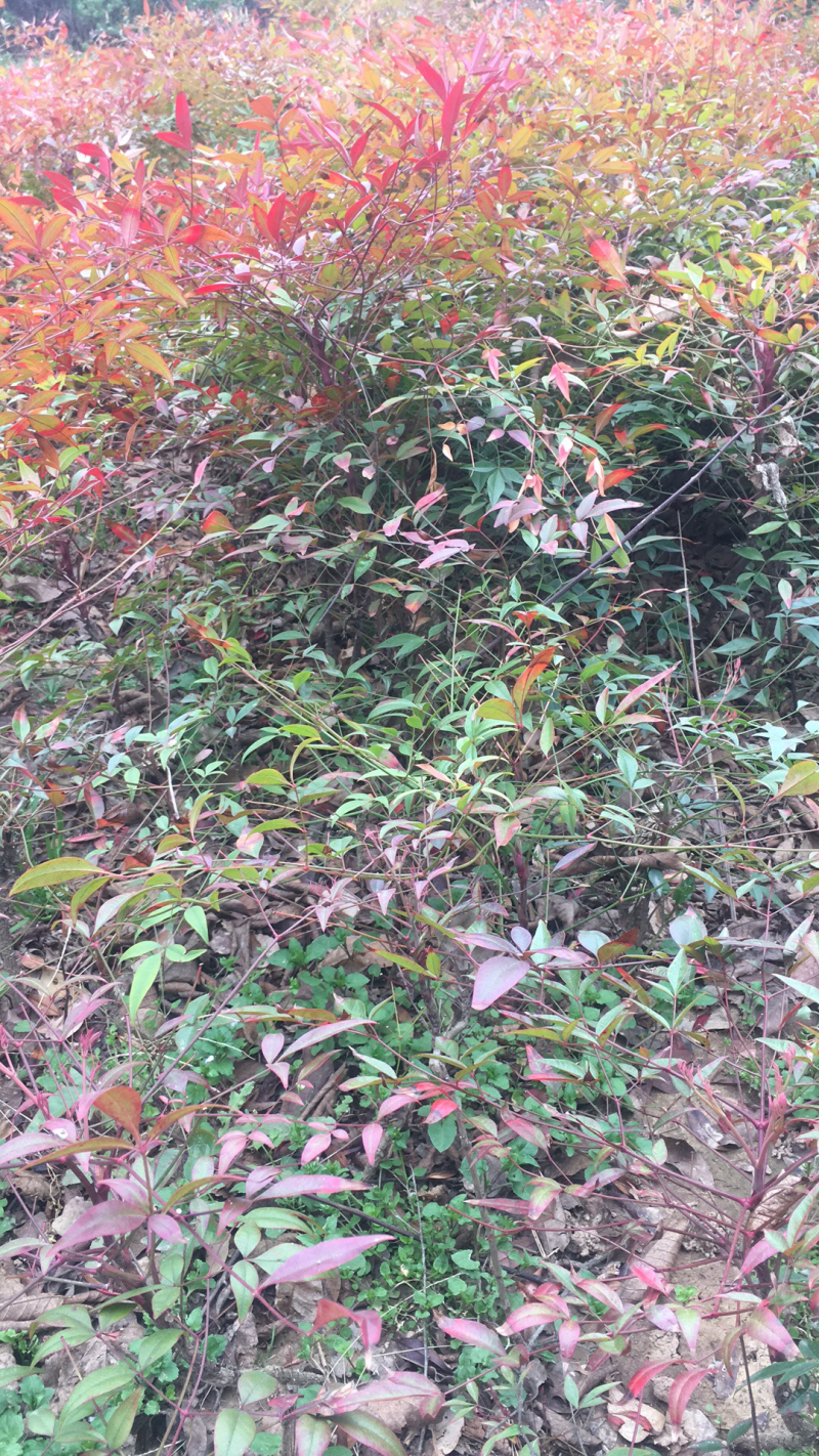 苗圃现有南天竹、红天竹彩色苗适合庭院居家工地绿化用苗