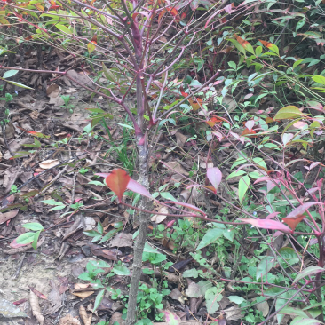 苗圃现有南天竹、红天竹彩色苗适合庭院居家工地绿化用苗