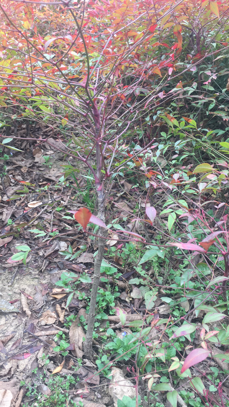 苗圃现有南天竹、红天竹彩色苗适合庭院居家工地绿化用苗