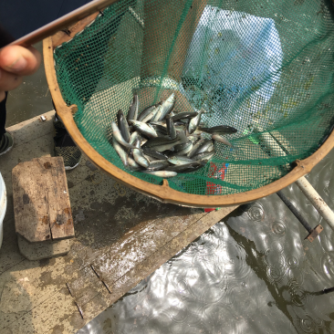 鲈鱼苗