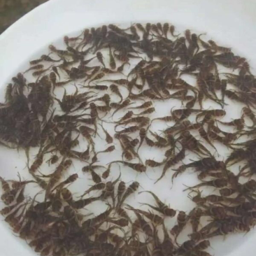 黄颡鱼苗
