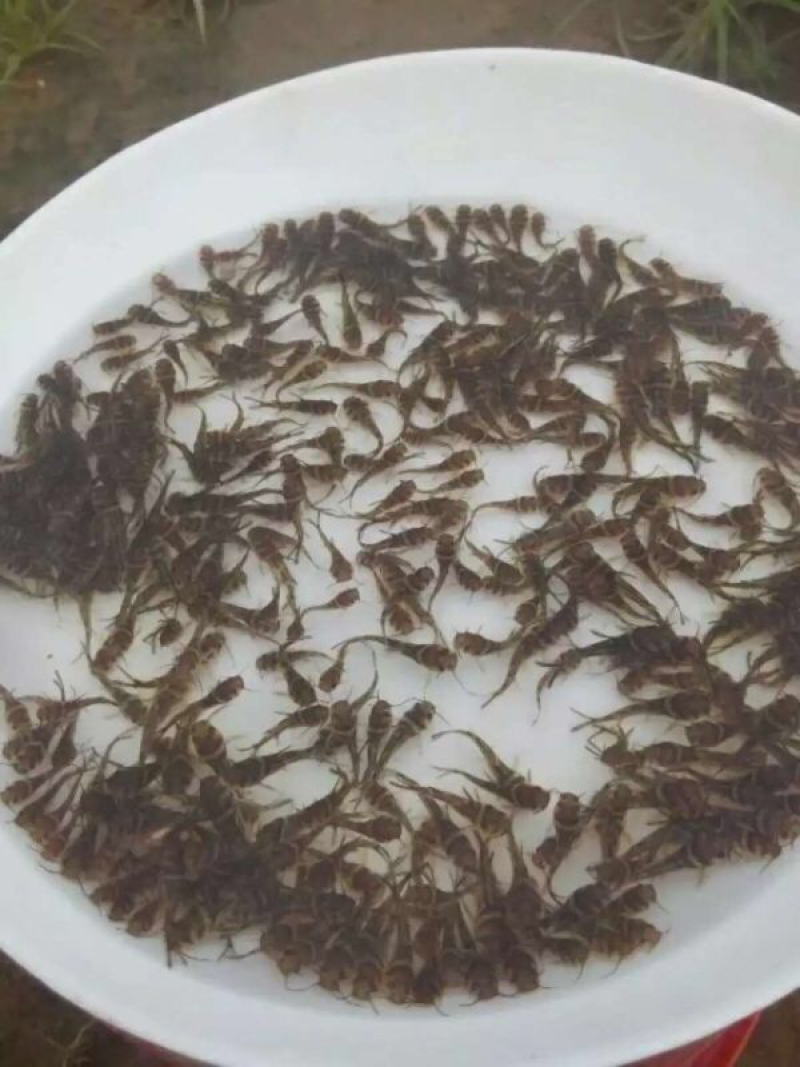 黄颡鱼苗