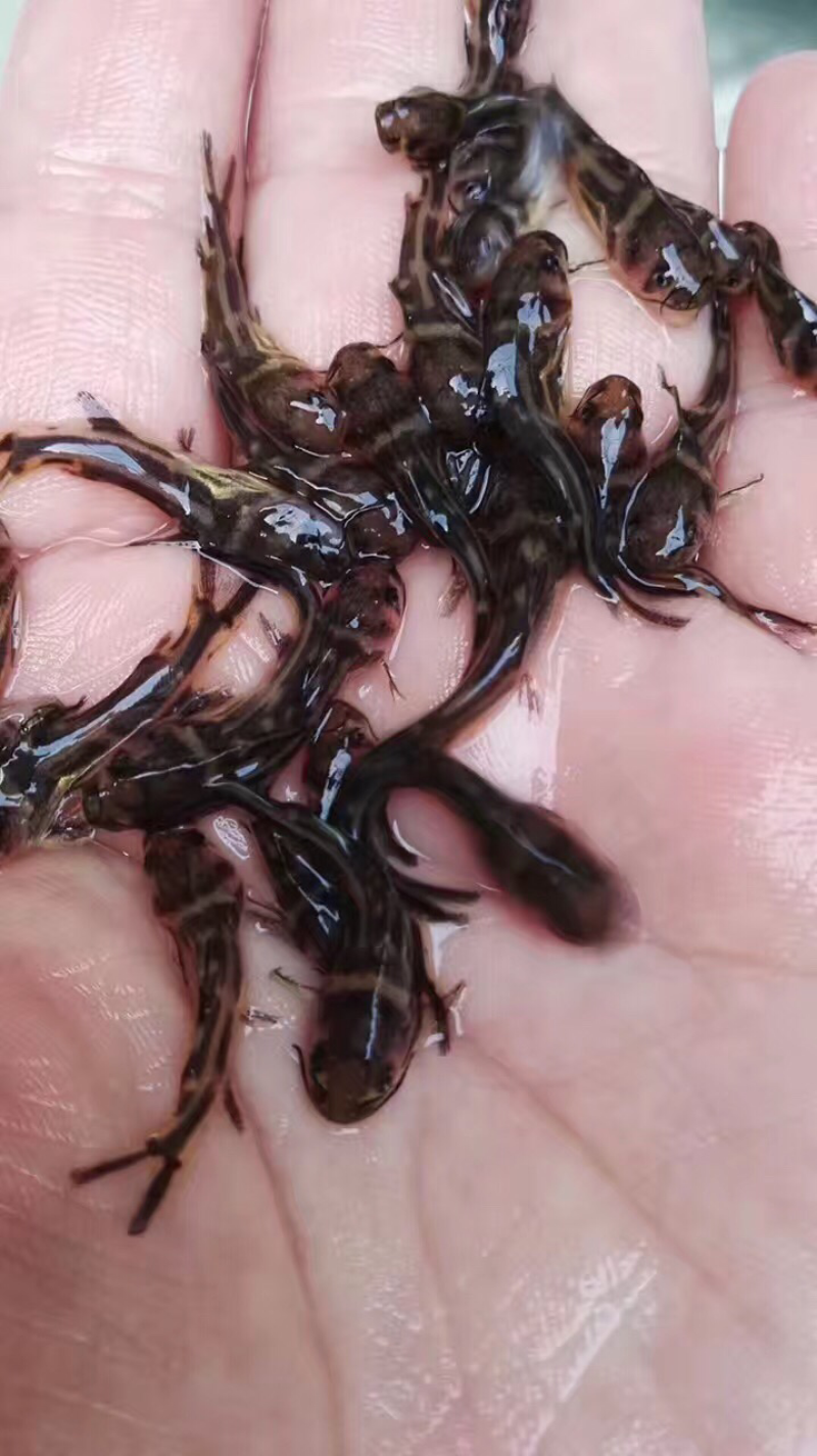 黄颡鱼苗