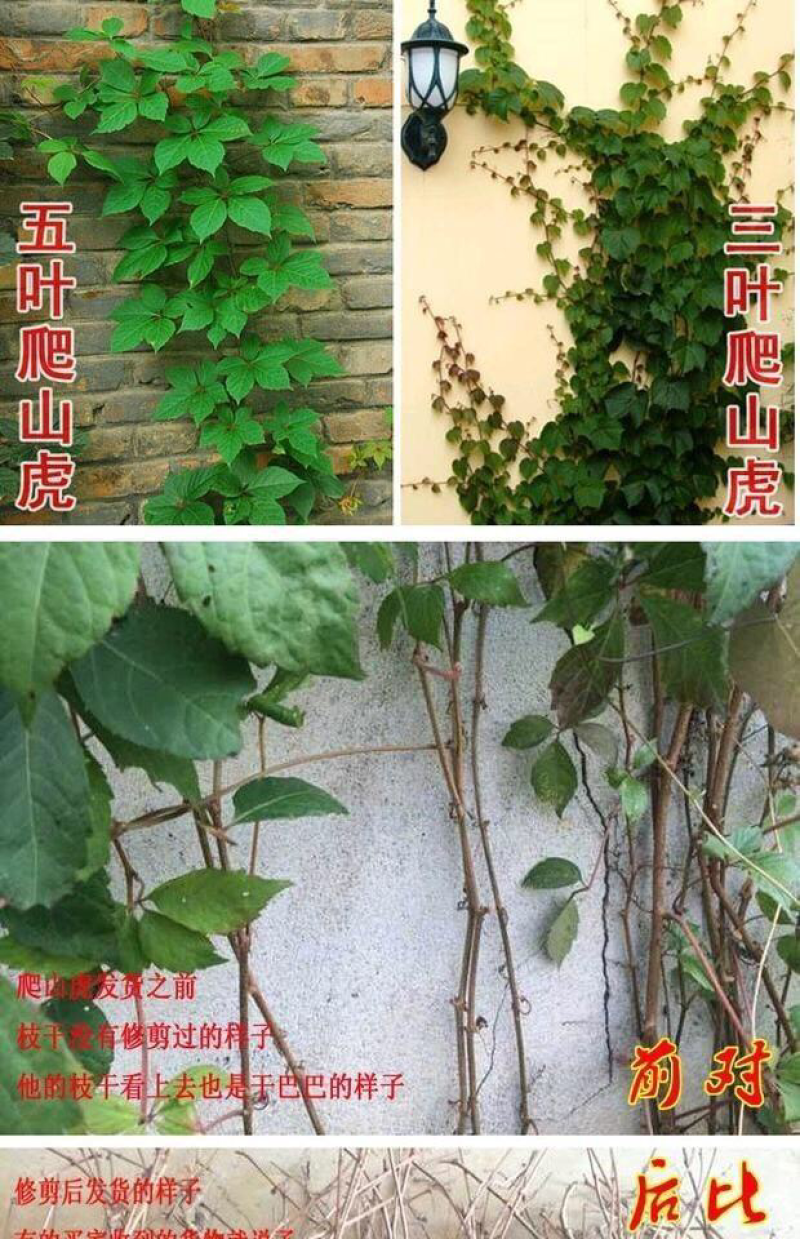 爬山虎苗会变红的爬山虎南北方种植室内室外包邮