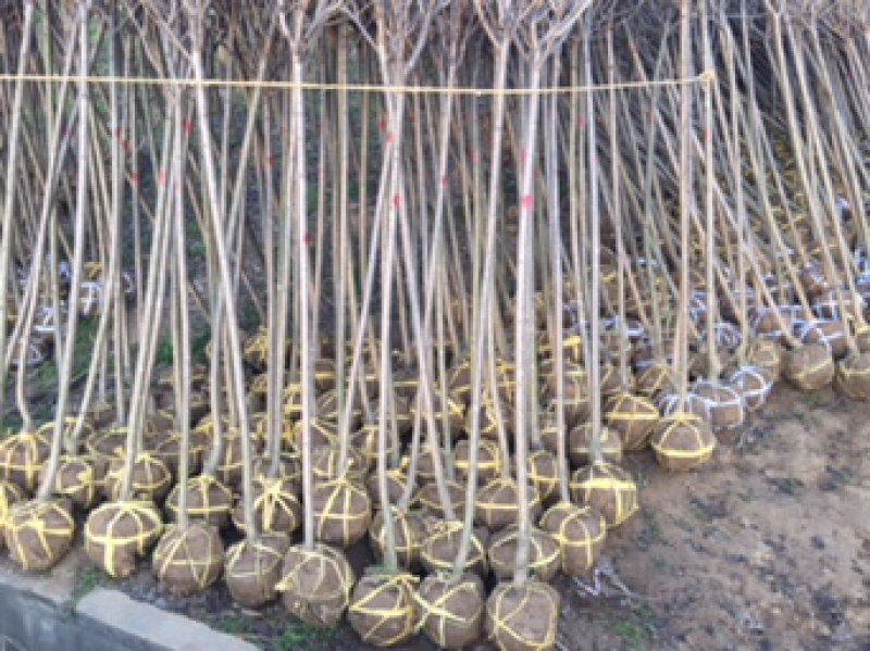 樱花精品汉中货源2020年8月20日价格表量大有货