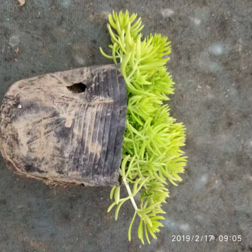 佛甲草