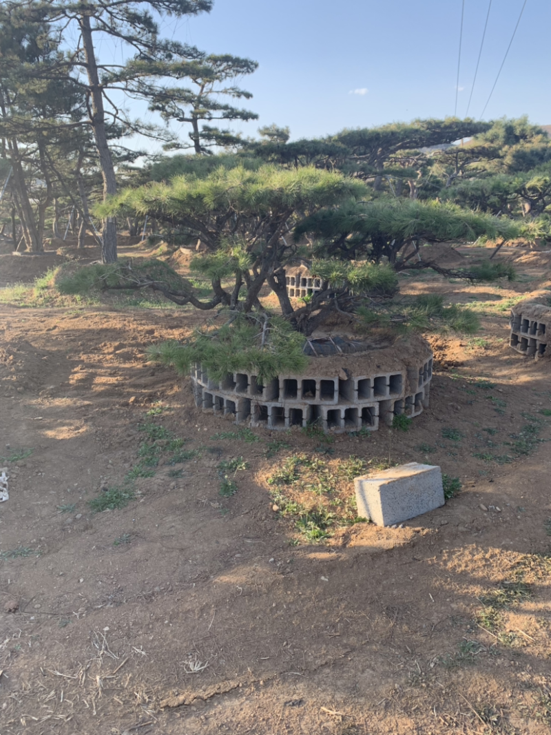 造型松