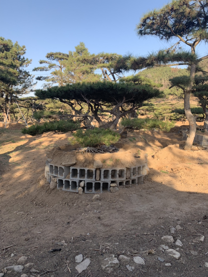 造型松