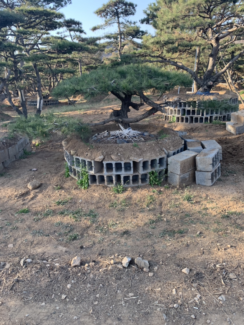造型松