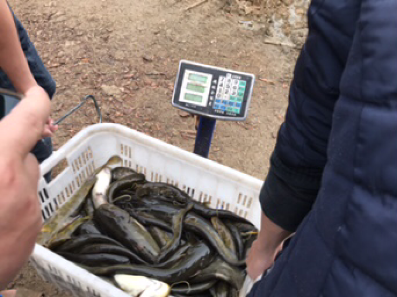 野生鲶鱼，现货大小一起有二百多斤